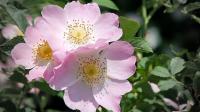 Rozenbottels van de wilde roos helpen de huid herstellen en regenereren / Bron: Hansbenn, Pixabay