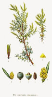 Jeneverbes (<I>Juniperus communis</I>) / Bron: Carl Axel Magnus Lindman, Wikimedia Commons (Publiek domein)