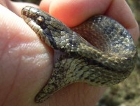 Een bijtende gladde slang, deze soort is niet gevaarlik voor mensen / Bron: Dillsoe, Wikimedia Commons (Publiek domein)