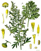 absintalsem (Artemisia absinthium)  / Bron: Franz Eugen Khler, Khler's Medizinal-Pflanzen, Wikimedia Commons (Publiek domein)
