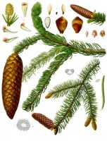 Fijnspar / Bron: Franz Eugen Khler, Khler's Medizinal-Pflanzen, Wikimedia Commons (Publiek domein)