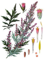 Bijvoet (<I>Artemisia vulgaris</I>) / Bron: Franz Eugen Khler, Khler's Medizinal-Pflanzen, Wikimedia Commons (Publiek domein)