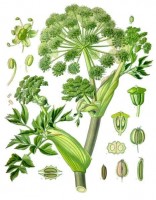 Engelwortel / Bron: Franz Eugen Khler, Khler's Medizinal-Pflanzen, Wikimedia Commons (Publiek domein)