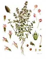 Tijm (<I>Thymus vulgaris</I>) / Bron: Franz Eugen Khler, Khler's Medizinal-Pflanzen, Wikimedia Commons (Publiek domein)