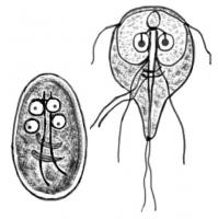 Giardia lamblia, cyste (links) en trofozoiet / Bron: CDC Alexander J. da Silva, PhD Melanie Moser, Wikimedia Commons (Publiek domein)