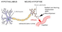 Hypofyse  hypothalamus / Bron: Beetjedwars, Wikimedia Commons (CC BY-SA-3.0)