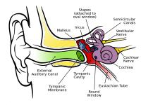<STRONG>De anatomie van het menselijke oor</STRONG> / Bron: Chittka L, Brockmann, Wikimedia Commons (CC BY-2.5)