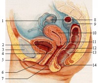 1=eileider, 2=blaas, 7=vagina, 10=baarmoeder, 12=baarmoederhals, 13=endeldarm / Bron: Algirdas / Wikimedia Commons