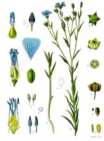 Details van de vlasplant, waar linnenvezels van zijn afgeleid / Bron: Walther Otto Mller, Wikimedia Commons (Publiek domein)