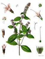 Pepermunt / Bron: Franz Eugen Khler, Khler's Medizinal-Pflanzen, Wikimedia Commons (Publiek domein)