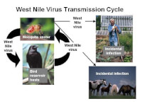 Transmissie Westnijlvirus (klik op afbeelding voor vergroting) / Bron: Centers for Disease Control and Prevention, Wikimedia Commons (Publiek domein)
