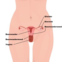 Ligging van de baarmoeder / Bron: Marochkina Anastasiia/Shutterstock.com
