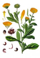 Calendula officinalis / Bron: Franz Eugen Khler, Khler's Medizinal-Pflanzen, Wikimedia Commons (Publiek domein)
