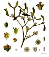 Botanische prent / Bron: Walther Otto Mller, Wikimedia Commons (Publiek domein)