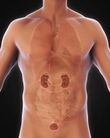 Liggen van de nieren (en blaas) / Bron: Nerthuz/Shutterstock.com