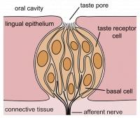 Smaakorgaan  Onder de smaakpore in de mondholte ligt de smaakknop met smaakreceptorcellen, basale cellen en afferente zenuw (sensorische zenuw). / Bron: NEUROtiker, Wikimedia Commons (CC BY-SA-3.0)