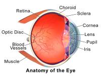 Anatomie van het oog / Bron: Blausen.com staff, Wikimedia Commons (CC BY-3.0)