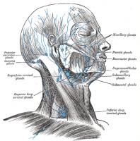 Lymfeklieren hoofd en hals / Bron: Henry Vandyke Carter, Wikimedia Commons (Publiek domein)