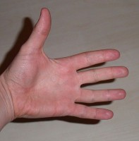 Handpalm en vingers / Bron: Marc Mongenet, Wikimedia Commons (CC BY-SA-3.0)