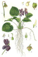 Botanische tekening maarts viooltje / Bron: Johann Georg Sturm (Painter: Jacob Sturm), Wikimedia Commons (Publiek domein)