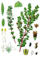Botanische tekening / Bron: Khler's Medizinal Pflanzen, Wikimedia Commons (Publiek domein)
