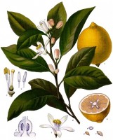 Botanische tekening citroen / Bron: Franz Eugen Khler, Khler's Medizinal-Pflanzen, Wikimedia Commons (Publiek domein)