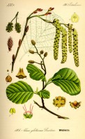Botanische tekening zwarte els / Bron: Prof. Dr. Otto Wilhelm Thom, Wikimedia Commons (Publiek domein)
