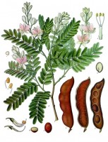 Botanische tekening tamarindeboom en vrucht / Bron: Franz Eugen Khler, Khler's Medizinal-Pflanzen, Wikimedia Commons (Publiek domein)