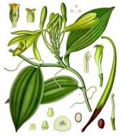 Botanische tekening vanille / Bron: Franz Eugen Khler, Khler's Medizinal-Pflanzen, Wikimedia Commons (Publiek domein)