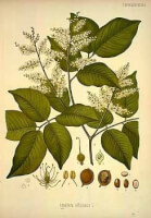 Botanische tekening hoepelolie / Bron: Franz Eugen Khler, Khler's Medizinal-Pflanzen, Wikimedia Commons (Publiek domein)