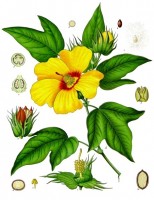 Botanische tekening redi katun / Bron: Franz Eugen Khler, Khler's Medizinal-Pflanzen, Wikimedia Commons (Publiek domein)