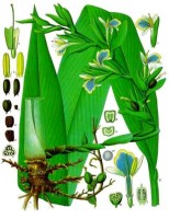Botanische tekening kardemom / Bron: Franz Eugen Khler, Wikimedia Commons (Publiek domein)