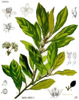 Botanische tekening laurier / Bron: Khler's Medizinal Pflanzen, Wikimedia Commons (Publiek domein)
