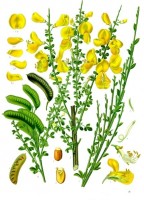 Botanische tekening brem / Bron: Franz Eugen Khler, Khler's Medizinal-Pflanzen, Wikimedia Commons (Publiek domein)
