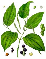 Botanische tekening zwarte peper / Bron: Franz Eugen Khler, Khler's Medizinal-Pflanzen, Wikimedia Commons (Publiek domein)