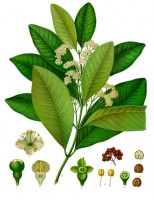 Botanische tekening piment / Bron: Franz Eugen Khler, Khler's Medizinal-Pflanzen, Wikimedia Commons (Publiek domein)