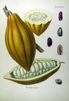 Botanische tekening vrucht van de cacaoboom / Bron: Khler's Medizinal Pflanzen, Wikimedia Commons (Publiek domein)