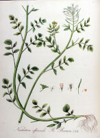 Botanische tekening tuinkers / Bron: Janus (Jan) Kops, Wikimedia Commons (Publiek domein)
