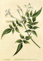 Botanische tekening jasmijn / Bron: Botanical Magazine, Wikimedia Commons (Publiek domein)