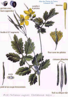 Botanische tekening stinkende gouwe / Bron: Amde Masclef, Wikimedia Commons (Publiek domein)