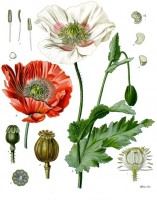 Botanische tekening slaapbol / Bron: Franz Eugen Khler, Khler's Medizinal-Pflanzen, Wikimedia Commons (Publiek domein)