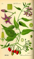 Botanische tekening bitterzoet / Bron: Kurt Stber, Wikimedia Commons (Publiek domein)
