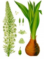 Botanische tekening zeeajuin / Bron: Franz Eugen Khler, Khler's Medizinal-Pflanzen, Wikimedia Commons (Publiek domein)