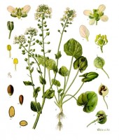 Botanische tekening echt lepelblad / Bron: Franz Eugen Khler, Khler's Medizinal-Pflanzen, Wikimedia Commons (Publiek domein)