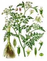 Botanische tekening watertorkruid / Bron: Khler's Medizinal Pflanzen, Wikimedia Commons (Publiek domein)