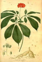 Botanische tekening Amerikaanse ginseng / Bron: Jacob Bigelow (1786 1879), Wikimedia Commons (Publiek domein)