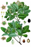 Botanische tekening boldo uit 1796 / Bron: Franz Eugen Khler, Khler's Medizinal-Pflanzen, Wikimedia Commons (Publiek domein)