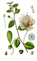 Botanische tekening kappertjesplant / Bron: Otto Wilhelm Thom (1840 - 1925), Wikimedia Commons (Publiek domein)