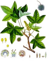 Botanische tekening oosterse amberboom / Bron: Khler's Medizinal Pflanzen, Wikimedia Commons (Publiek domein)