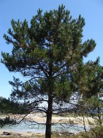 Pinus pinaster / Bron: Drow male, Wikimedia Commons (GFDL)